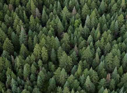 Benefícios da floresta