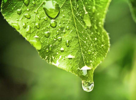 Planificação da gestão florestal