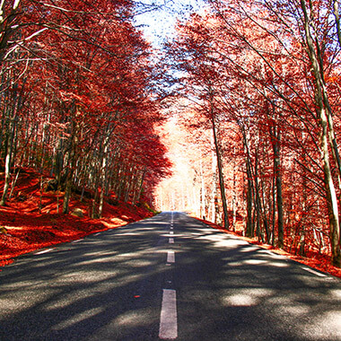 bosque rojo