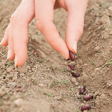 plantando una semilla