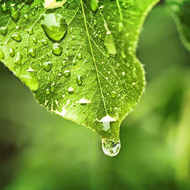 hoja con agua goteando